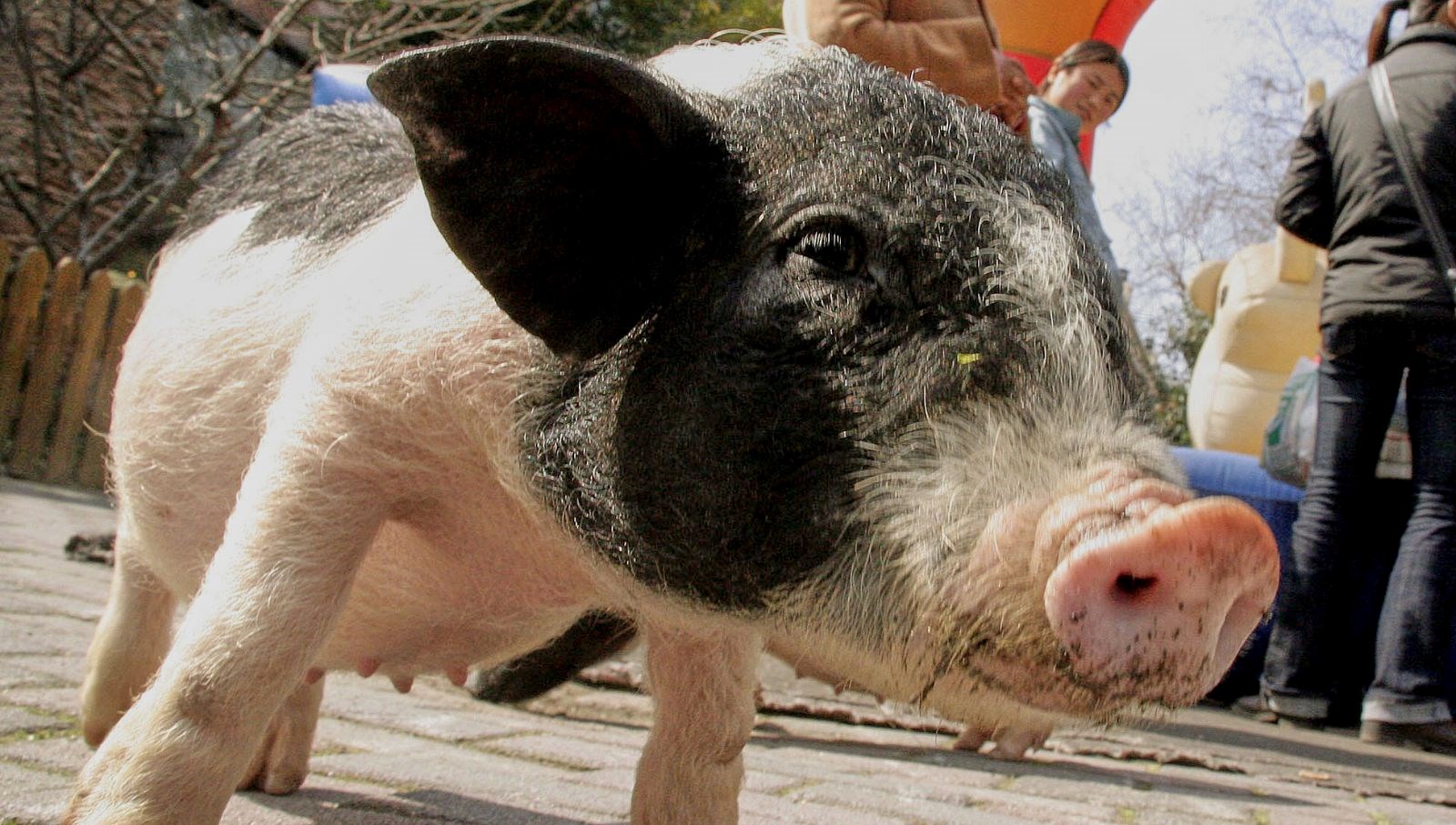 12 bin domuz itlaf edilecek sinirlari ordu koruyacak zZUvg6KN
