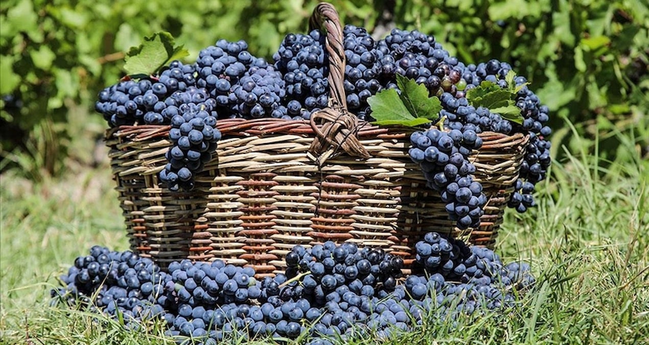 3 bin yillik tat cografi isaretli uzumunun hasat zamani geldi JMUtf8Dm