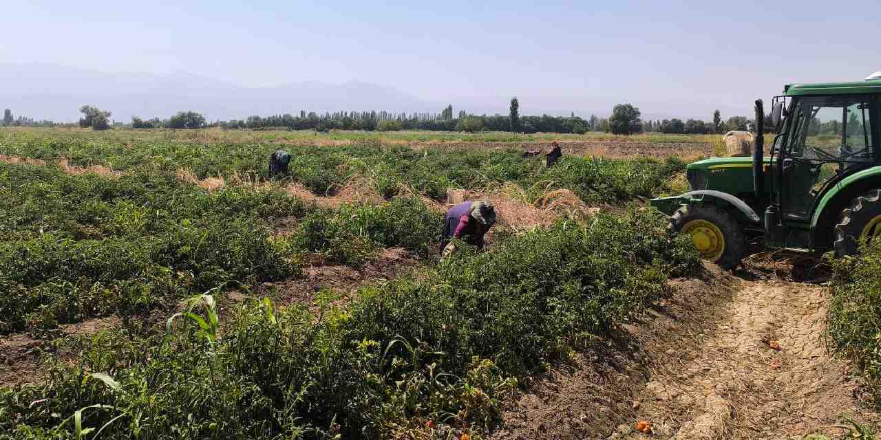 igdirda hasadi basladi kilosu 10 tlden 7 ton hasat bekliyor RfImubxq