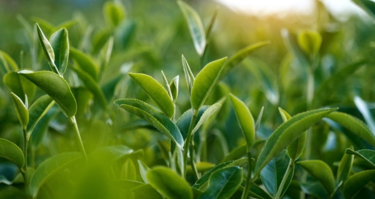 polenden gunes kremi uretildi aFk7s7aV