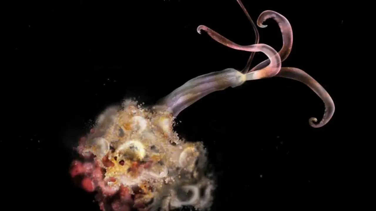 bilim insanlari uyardi zombi solucanlar yok oluyor ydIHUh6C.jpg