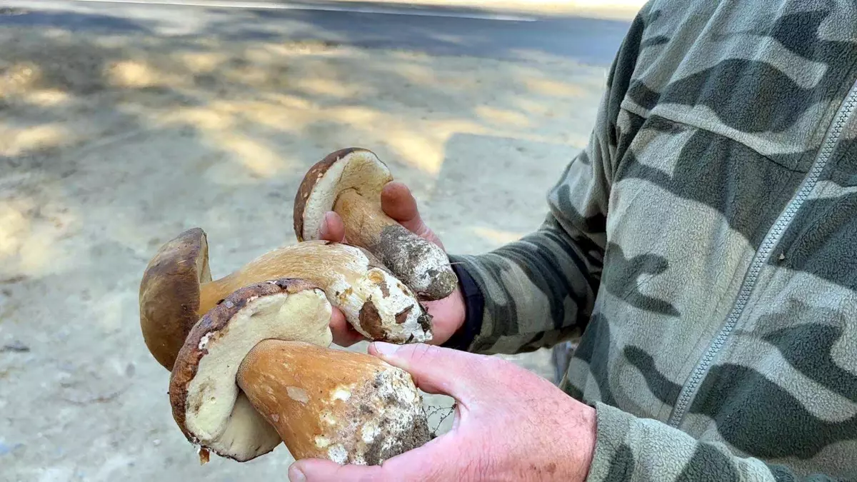 kuraklik mantarlari vurdu fiyatlar 500 tlye yukseldi x8LtD2GJ.jpg