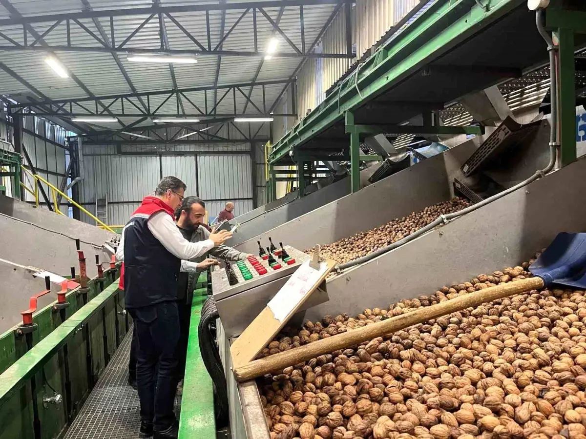 tekirdagda ceviz uretimi destekleniyor SabgXvVO.jpg