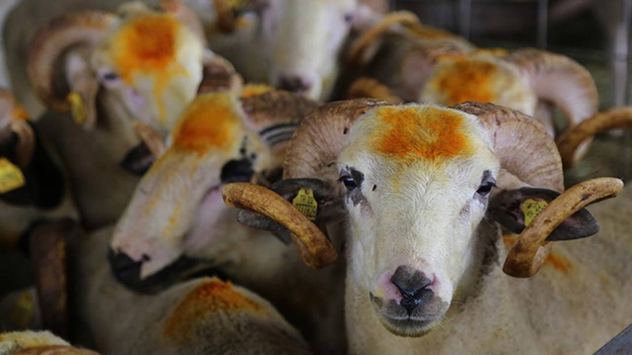 Kahramanmaraş’ta Kurbanlık Fiyatlarına İndirim Yapıldı
