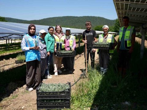 Samsun’da Güneş Enerjisi ve Tarımın Birleşimi: Agrivoltaik Uygulamalar