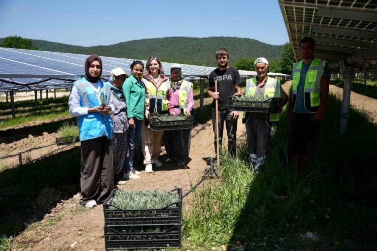 Samsun’da Güneş Enerjisi ve Tarımın Birleşimi: Agrivoltaik Uygulamalar
